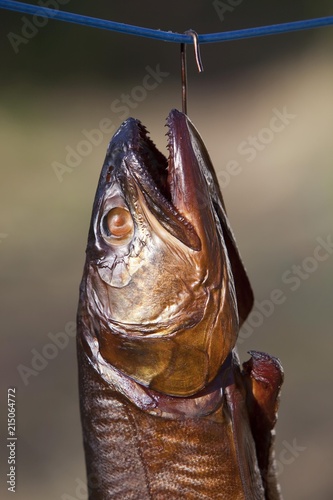 Close up of smoked lake trout hanging on hook