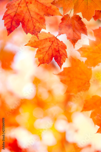 Beautiful Fall Foliage Background
