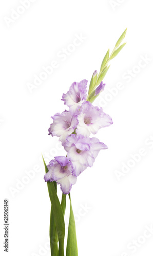 Fototapeta Naklejka Na Ścianę i Meble -  Gladiolus flowers isolated