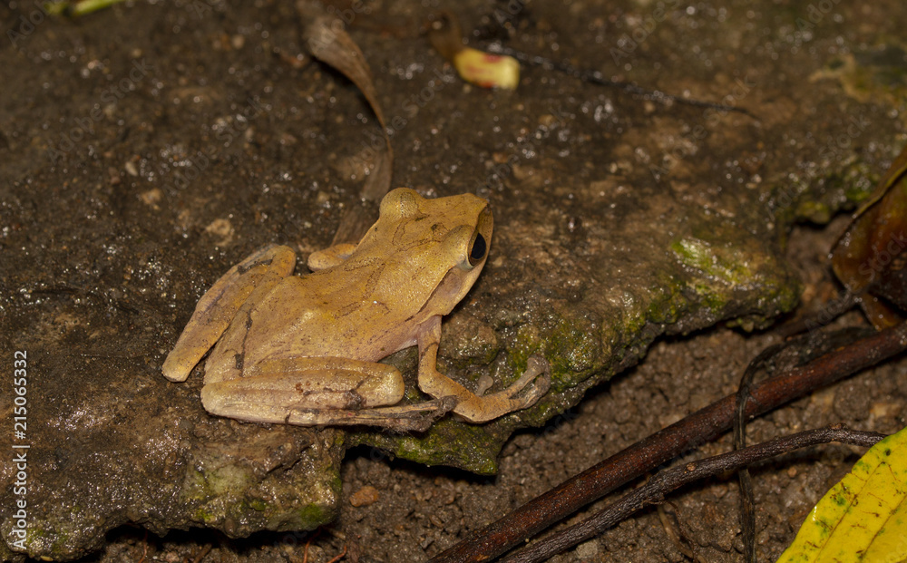 Naklejka premium Image of yellow frog with nature in Thailand