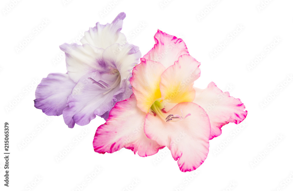 Naklejka premium Gladiolus flowers isolated