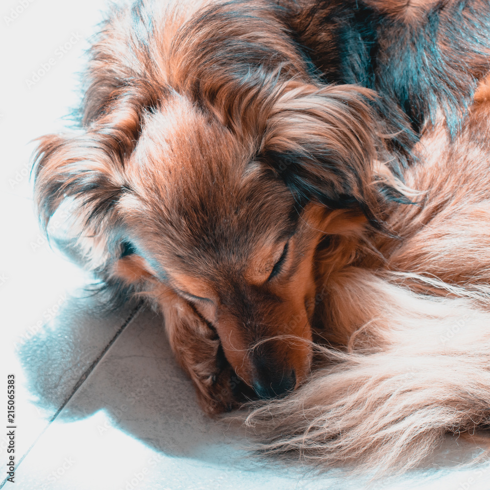 Naklejka premium Cane arancione marrone che dorme