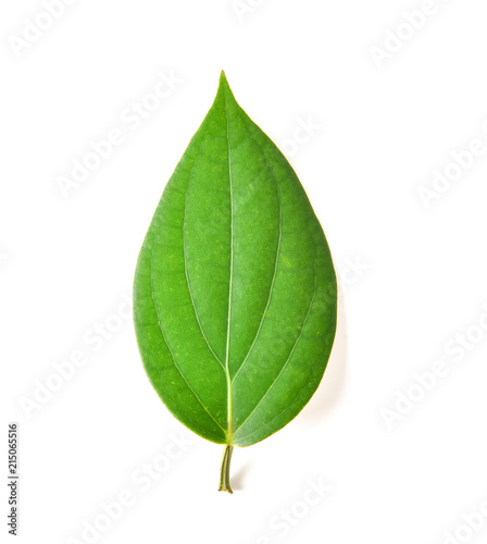 Pepper leaves on white background