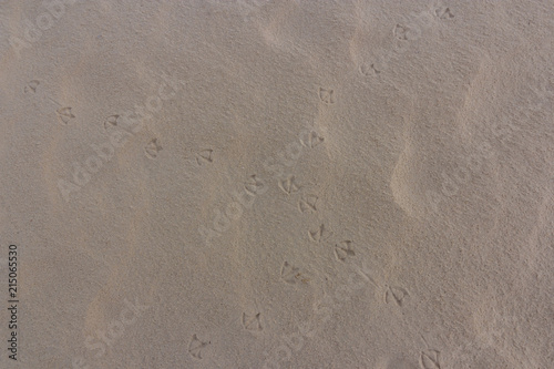 Close up Bird footprints on sand beach in the morning during summer vacation,sand background