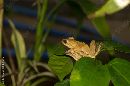 Image of yellow frog with nature in Thailand © K Stocker