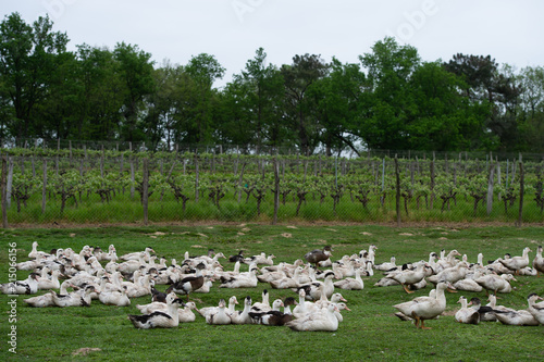 Group of white ducks breeding in a near tall grass in farm