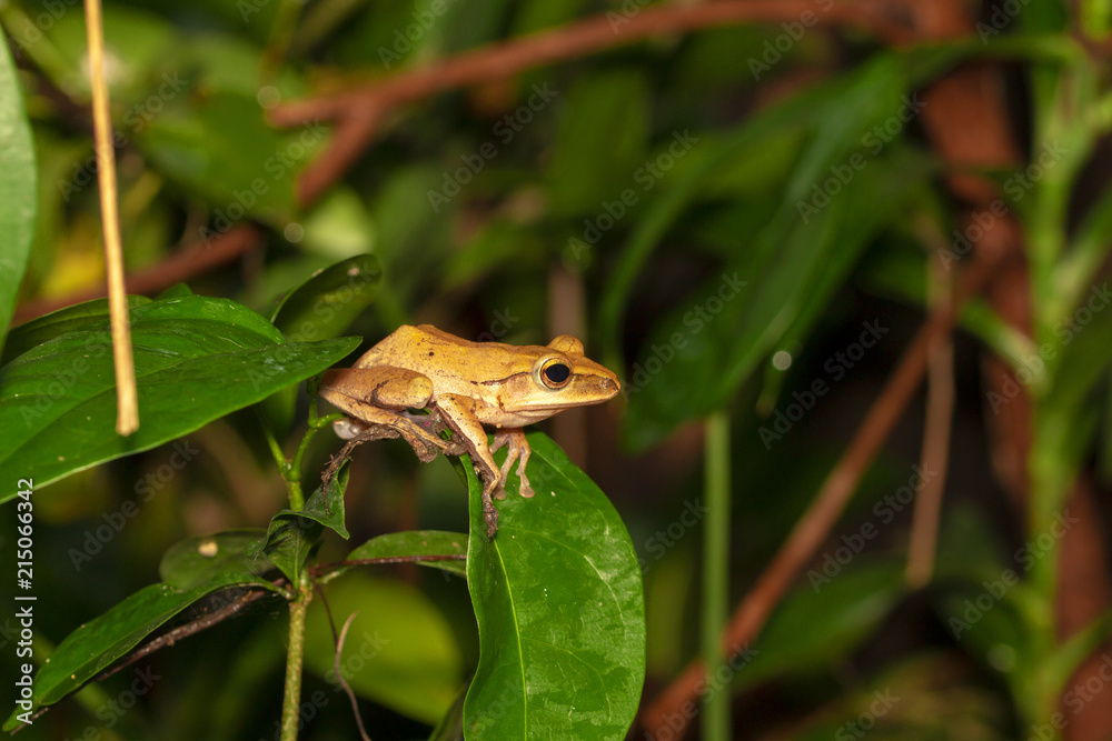 Image of yellow frog with nature in Thailand