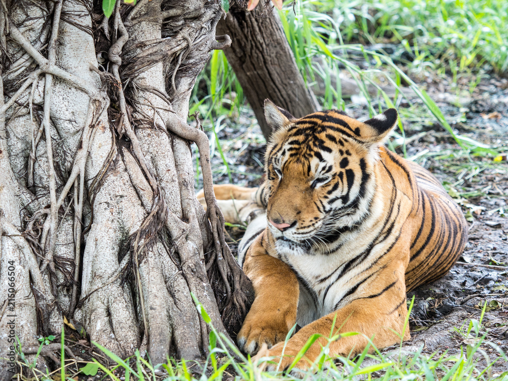 Obraz premium Tiger stays under the tree.