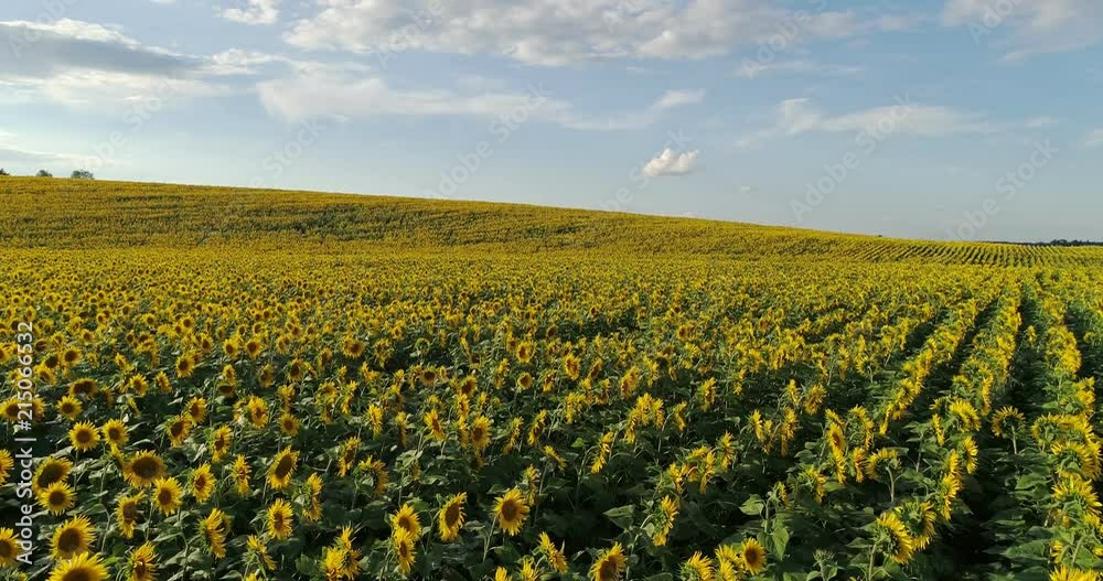 Sunflower field at sunset Sunflower field at sunset