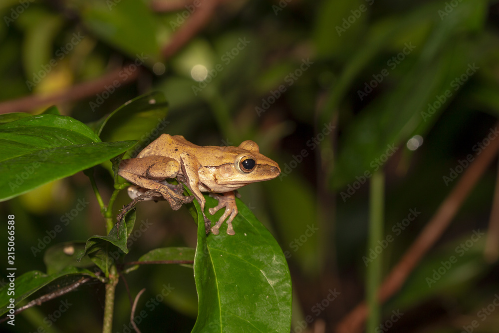 Obraz premium Image of yellow frog with nature in Thailand
