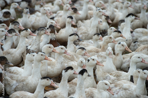 Group of white ducks breeding in a near tall grass in farm