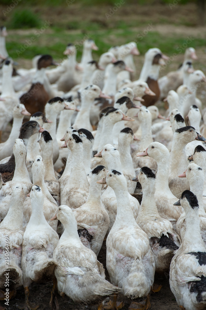 Group of white ducks breeding in a near tall grass in farm Group of white ducks breeding in a near tall grass in farm