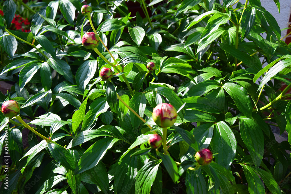 Small yellow pink opening bud, green dense foliage of a tropical plant – Garden Small yellow pink opening bud, green dense foliage of a tropical plant – Garden