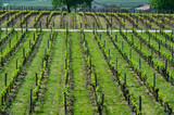 Vineyard at Sring near village of Saint-Emilion