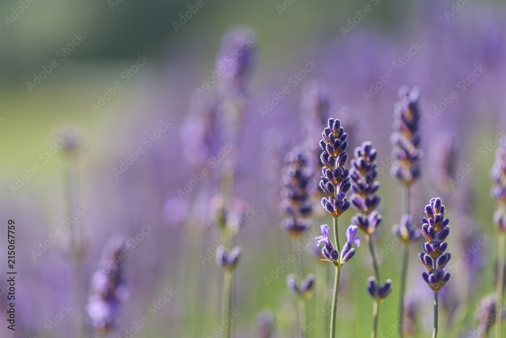 Fototapeta premium Lavender flowers