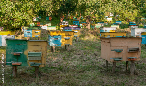 Colorful hives with bees in garden