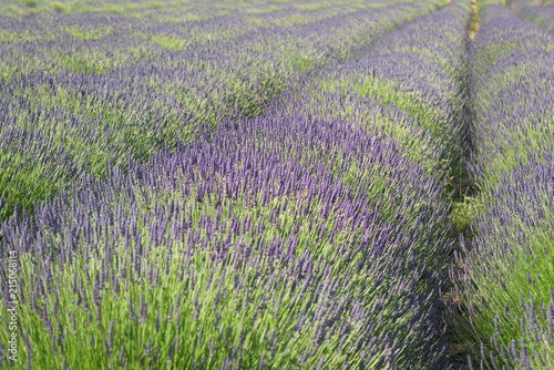 Lavender spikes blossom in a field.