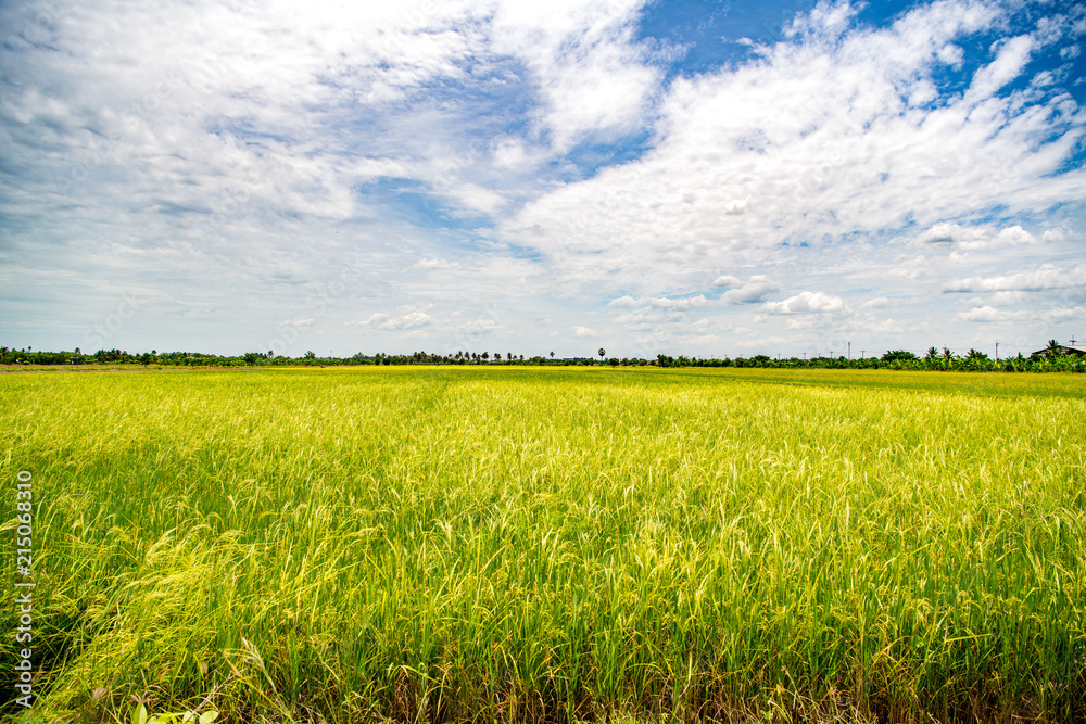 Fields and golden rice are ready to harvest. A photo of Golden rice in the fields Fields and golden rice are ready to harvest. A photo of Golden rice in the fields