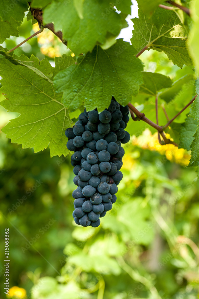 Red grapes on the vine in Moldova