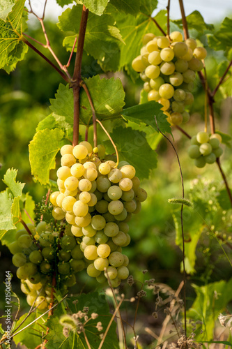 Wallpaper Mural White grapes hainding on a bush in beautiful day Torontodigital.ca
