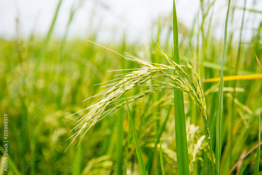 Fields and golden rice are ready to harvest. A photo of Golden rice in the fields Fields and golden rice are ready to harvest. A photo of Golden rice in the fields