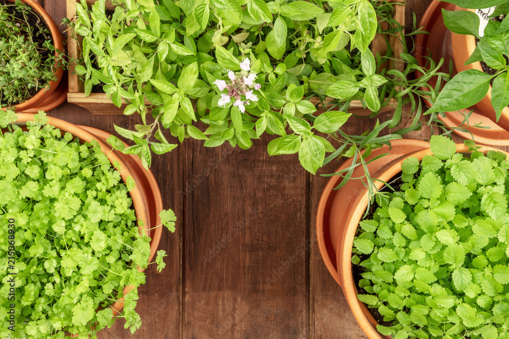 Overhead photo of pots with aromatic garden herbs, with copy space