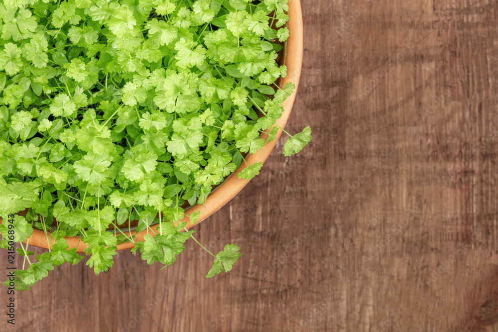 Overhead photo of fresh green parsley in pot with copy space Overhead photo of fresh green parsley in pot with copy space