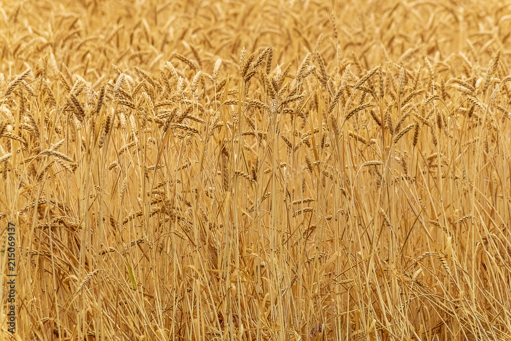 Wheat field in summer day, natural light. Wheat field in summer day, natural light.