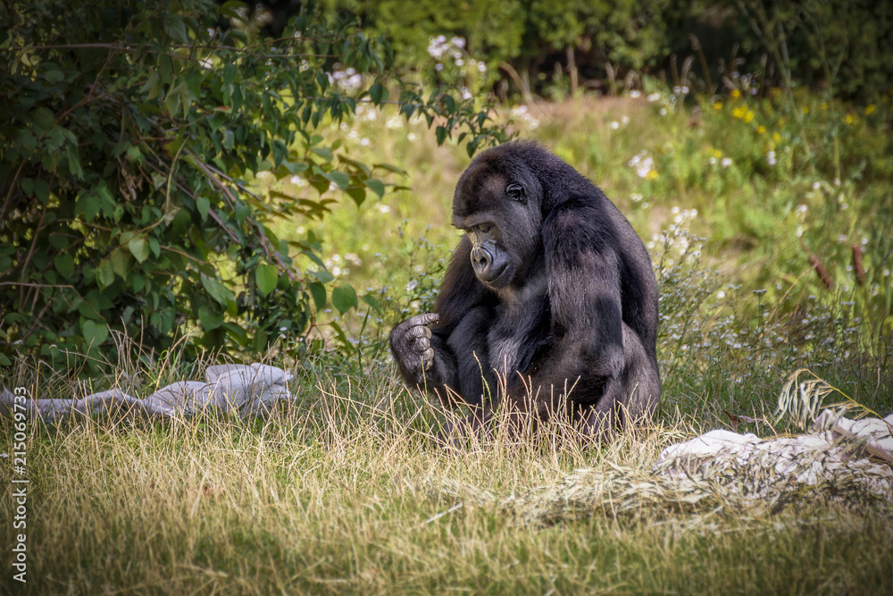 Obraz premium Gorilla is Eating Food