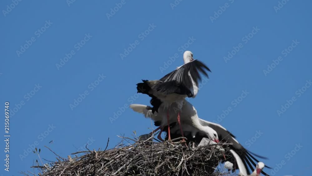 White storks fighting for the nest - Madrid, Spain White storks fighting for the nest - Madrid, Spain