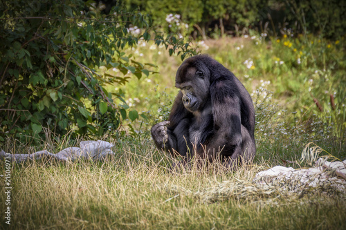 Gorilla is Eating Food © patrick