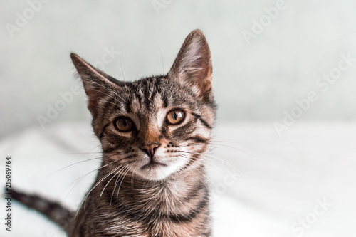 portrait of a kitten close-up