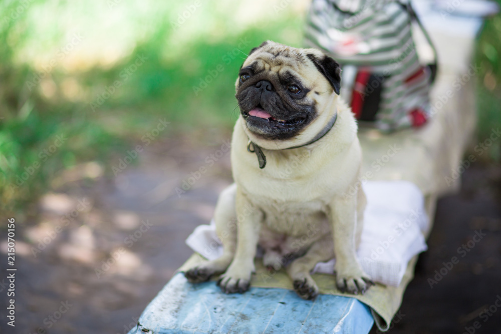 Portrait of Pug dog siting with blurred background. Dog is friend of man