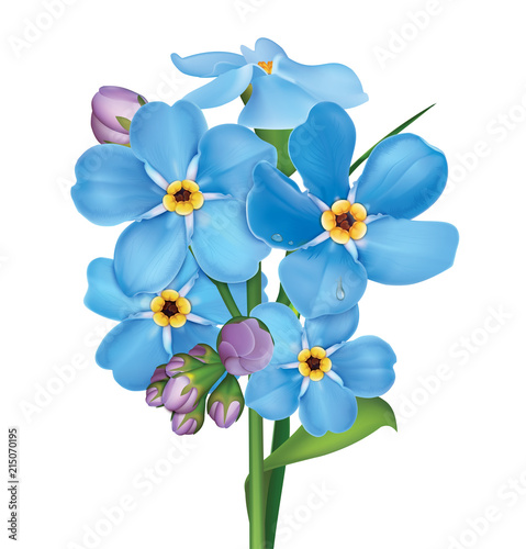 Bunch of blue forget me not flowers with leaves and water drops isolated on white background. Vector illustration