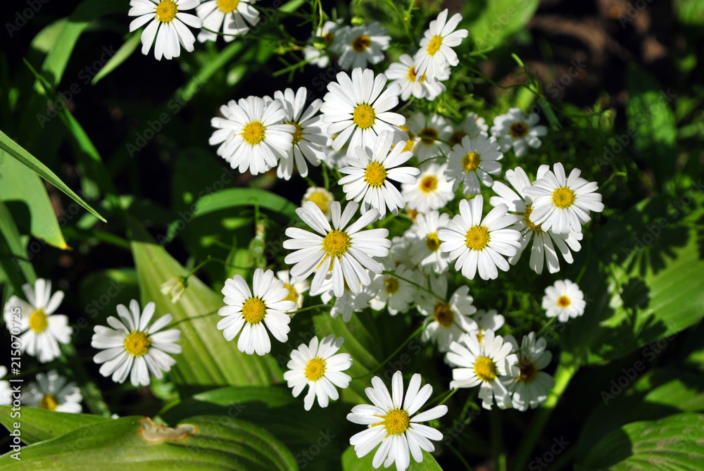 Fototapeta premium Bellis perennis (common daisy, lawn daisy or English daisy) flowers, green leaves background, soft blurry shadows bokeh, top view