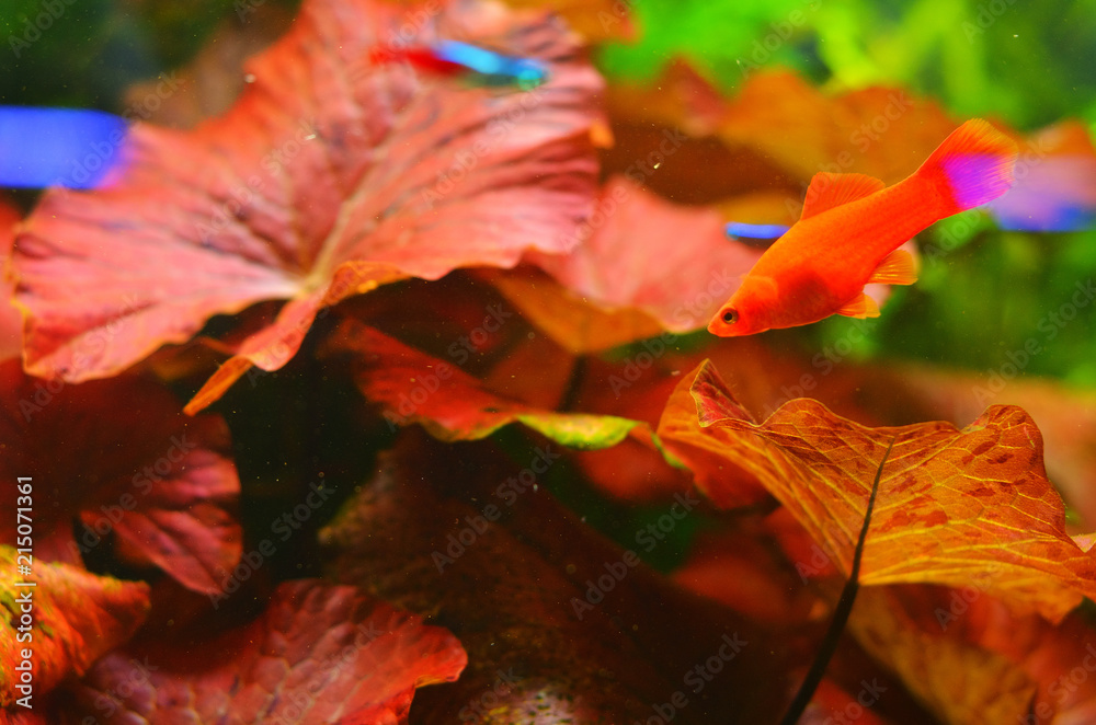 Little red fish on the background of red algae Little red fish on the background of red algae