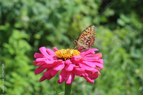 beautiful and colourful butterfly on a bright flower zinnias
