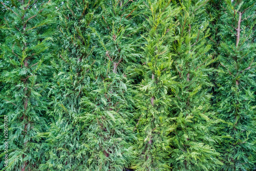 Many Green Hedge of Thuja Tree leaves