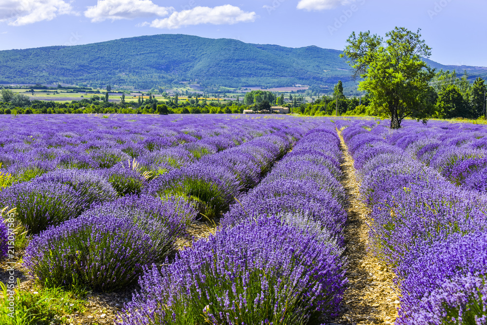 Fototapeta premium Bloomy lavender field near Sault, Provence, France, department Vaucluse, region Provence-Alpes-Côte d'Azur, mountain range in background