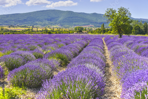 Bloomy lavender field near Sault, Provence, France, department Vaucluse, region Provence-Alpes-Côte d'Azur, mountain range in background photo