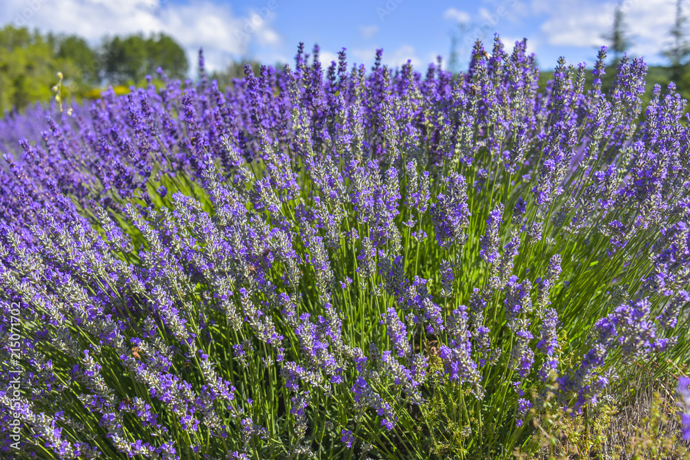 Naklejka premium Lavender bush with diefferent color shade near Sault, Provence, France, close up on a field, department Vaucluse, region Provence-Alpes-Côte d'Azur