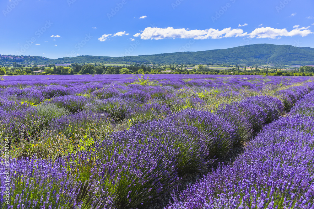 large lavender field with mountain range of the Vaucluse department near Sault, Provence, France, region Provence-Alpes-Côte d'Azur