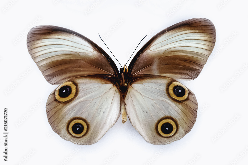 Obraz premium Close up on a Taenaris diana butterfly isolated on white background