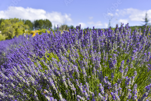 Lavender bush with diefferent color shade near Sault, Provence, France, close up on a field, department Vaucluse, region Provence-Alpes-Côte d'Azur