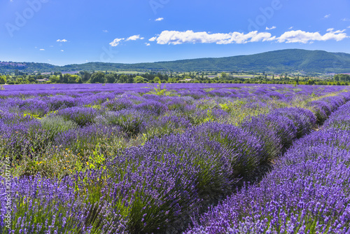 large lavender field with mountain range of the Vaucluse department near Sault  Provence  France  region Provence-Alpes-C  te d Azur