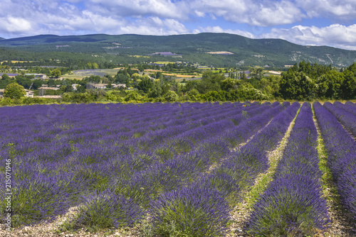 Lavender field in bloom near Sault with mountains of Vaucluse department, Provence, France, region Provence-Alpes-Côte d'Azur