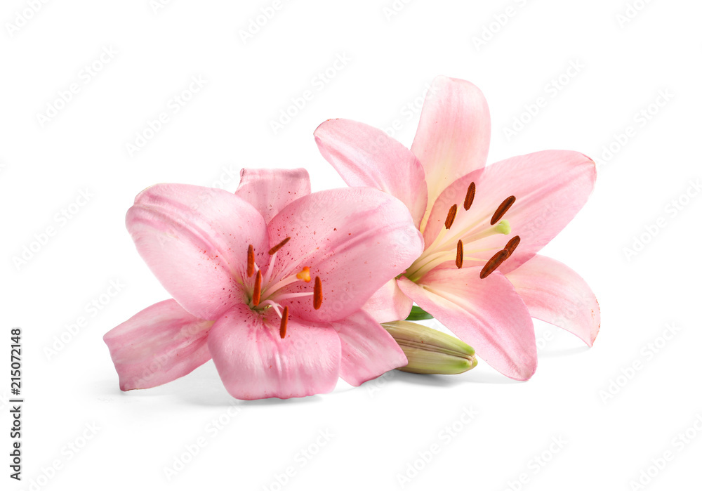 Beautiful blooming lily flowers on white background