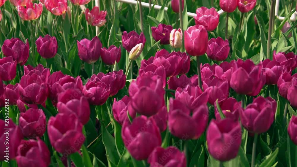 Sun is coming down. Shades on beautiful flowers. Sun is coming down. Shades on beautiful flowers.