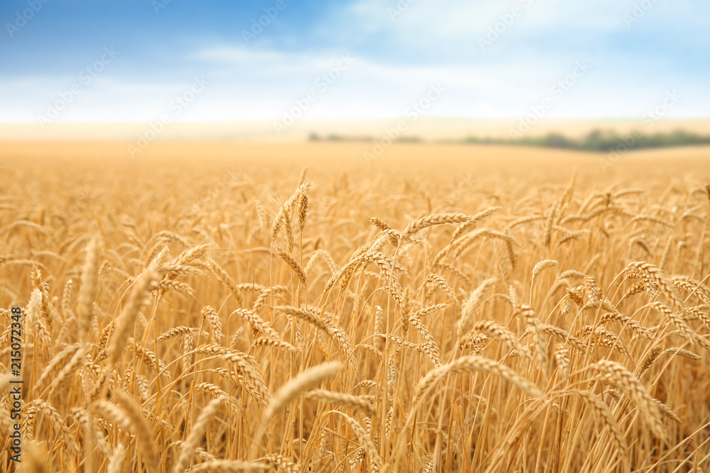 Wheat grain field on sunny day. Cereal farming