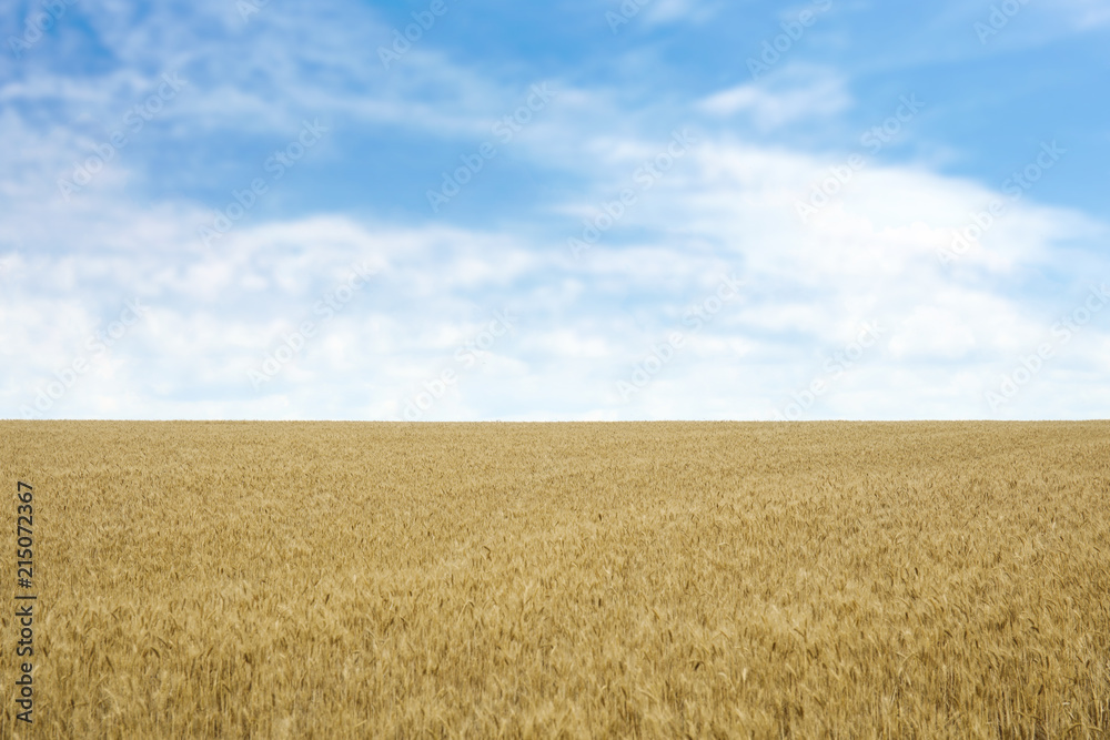 Golden wheat in grain field. Cereal farming